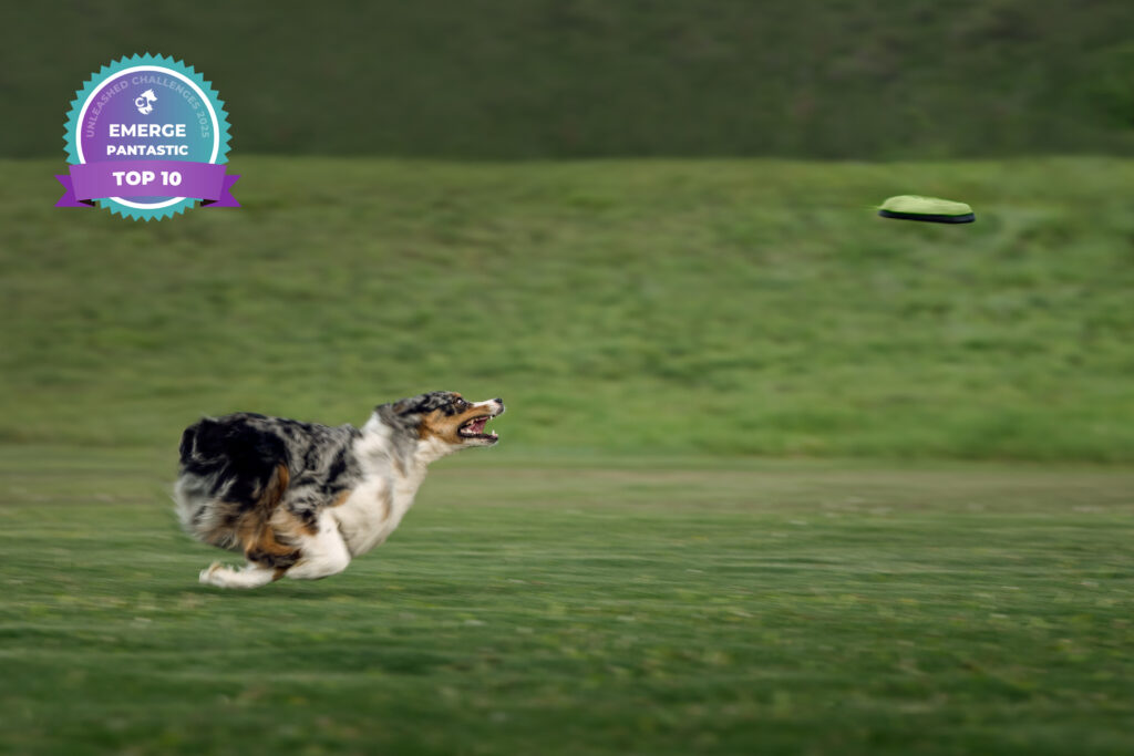 Cattle dog chasing a frisbee with panning motion blur in a Park City, Utah field - award-winning adventure dog image