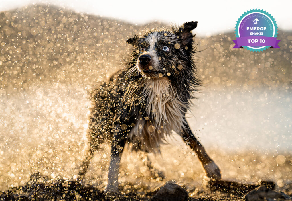 Cattle dog shaking off water in a golden spray at sunset at Jordanelle Reservoir — Park City, Utah, fall