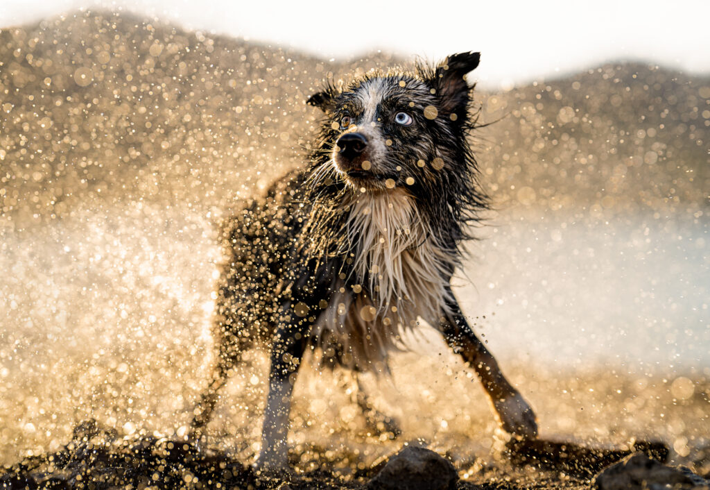 Blue heeler standing in shallow water shaking off spray of water at Jordanelle Reservoir during early fall sunset near Park City, Utah