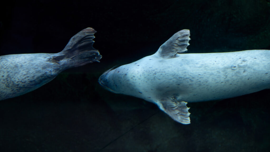 Two seals swimming at Utah's Hogle Zoo.
