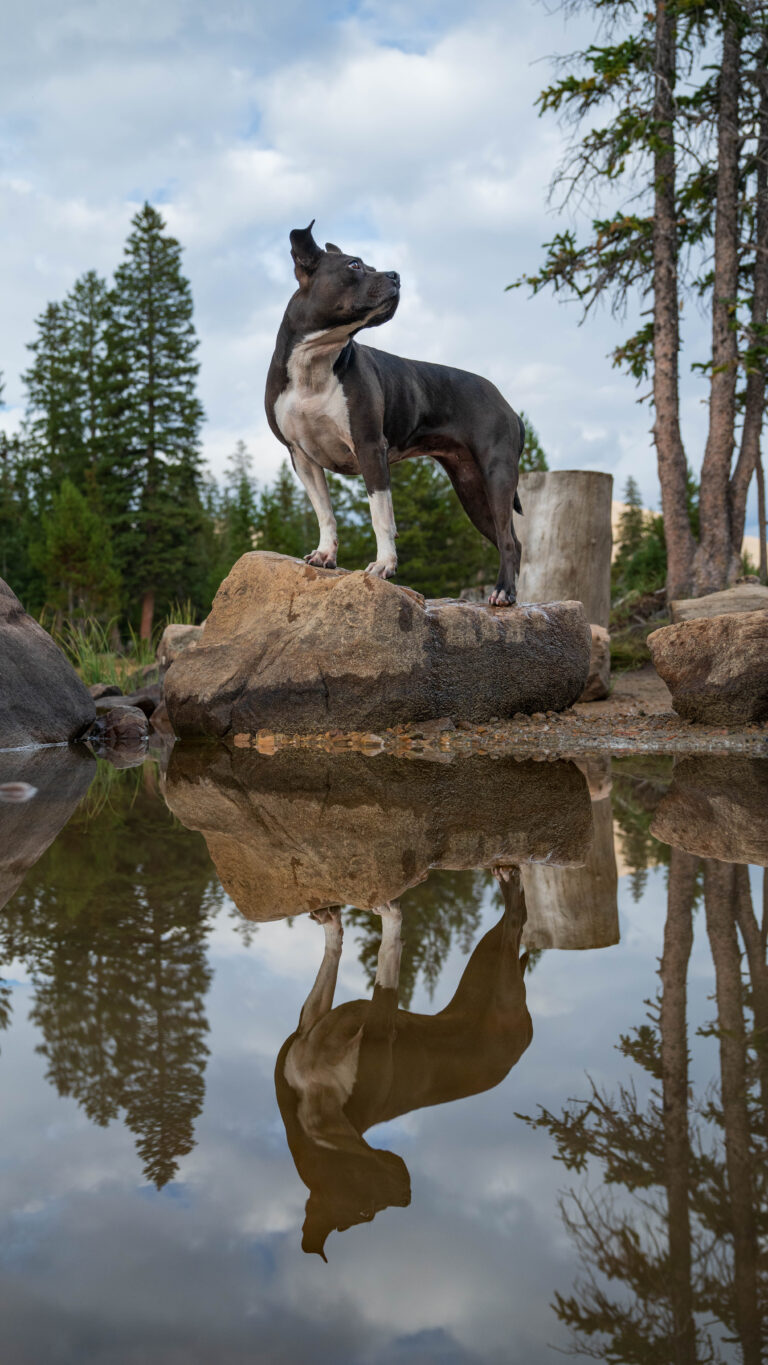 Black and white pitbull standing on a rock reflected in a high alpine lake in summer.