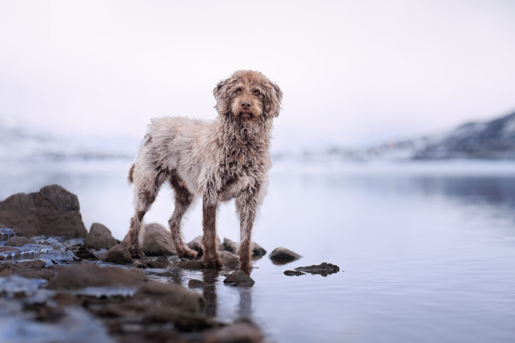 Mixed breed dog standing on rocks at Jordanelle Reservoir in winter.