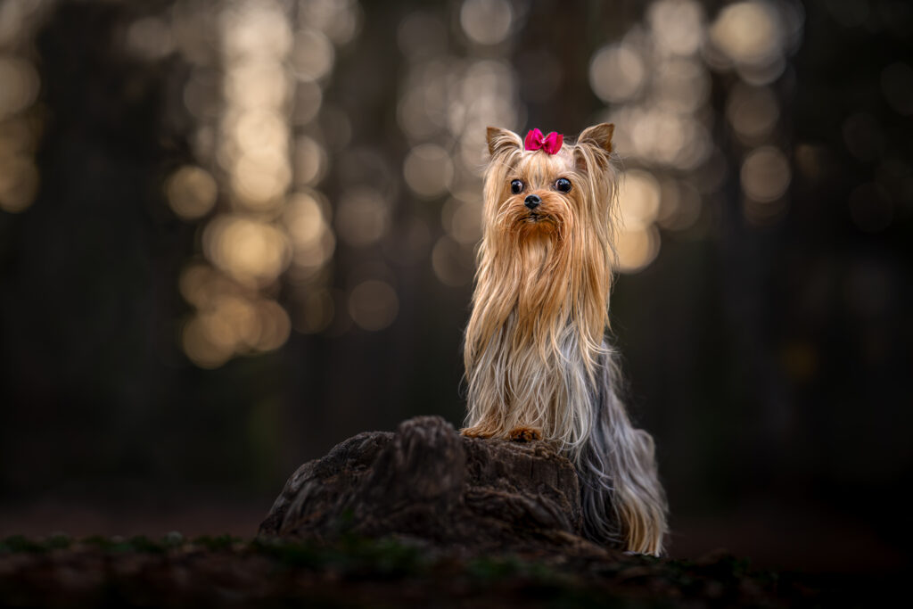 Yorkshire terrier sitting on a rock in the Uinta Mountains at sunset in early fall