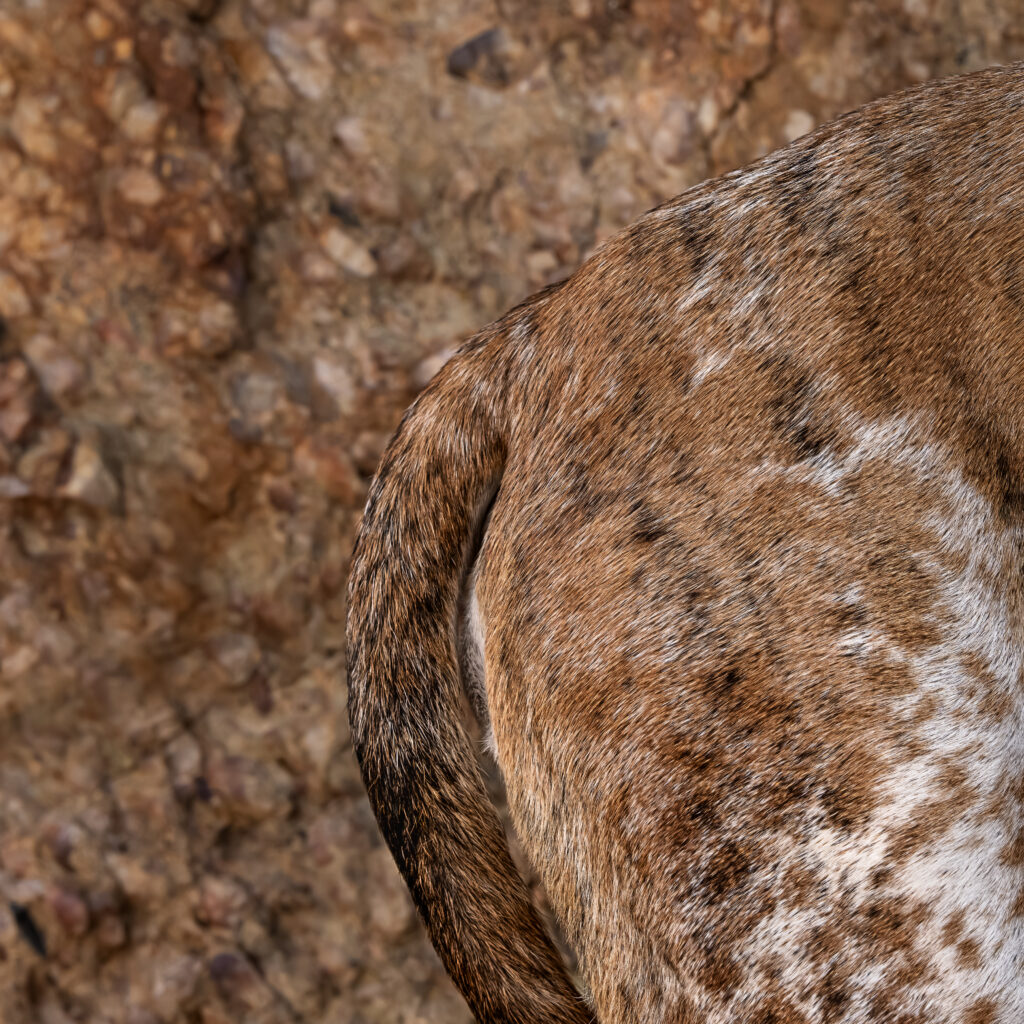 Close-up of a Great Dane’s spotted flank echoing the tones and patterns of Bonneville Conglomerate rock on Antelope Island, Utah.