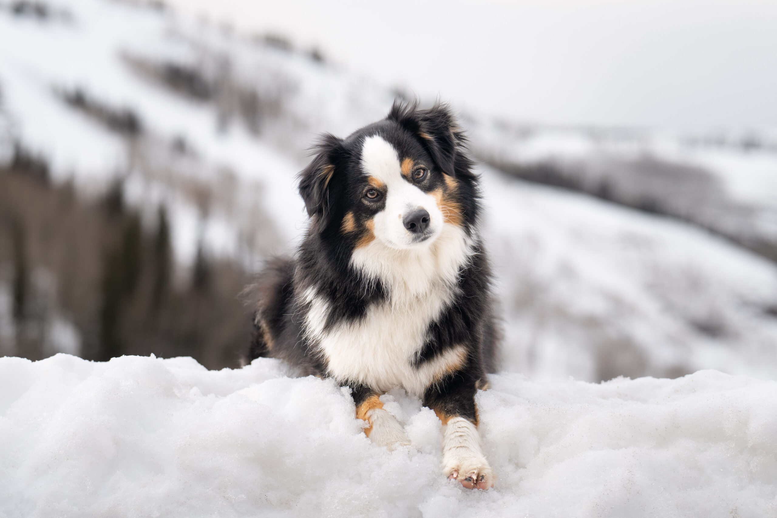 Mini cattle dog posing on snow bank with ski runs above Park City, Utah.