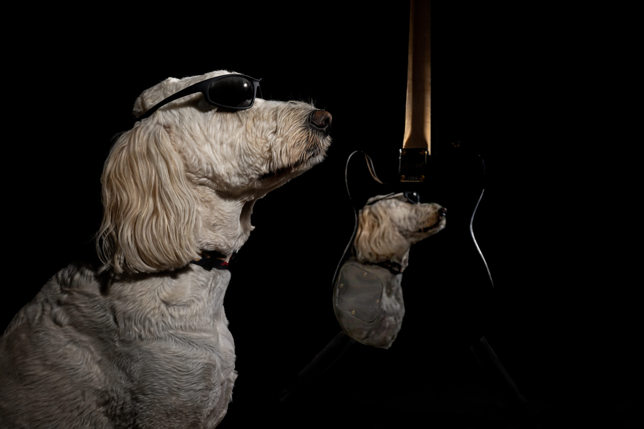 Goldendoodle in sunglasses reflected in the back a glossy black guitar.