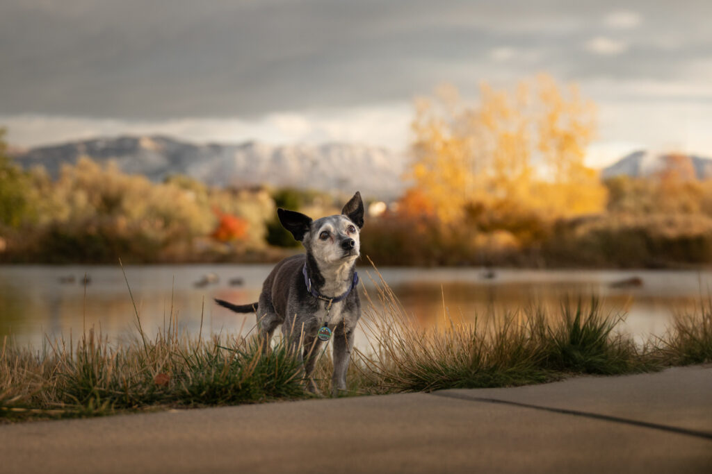 A senior chihuahua at a small pond off the Jordan River Parkway Trail in the Fall.
