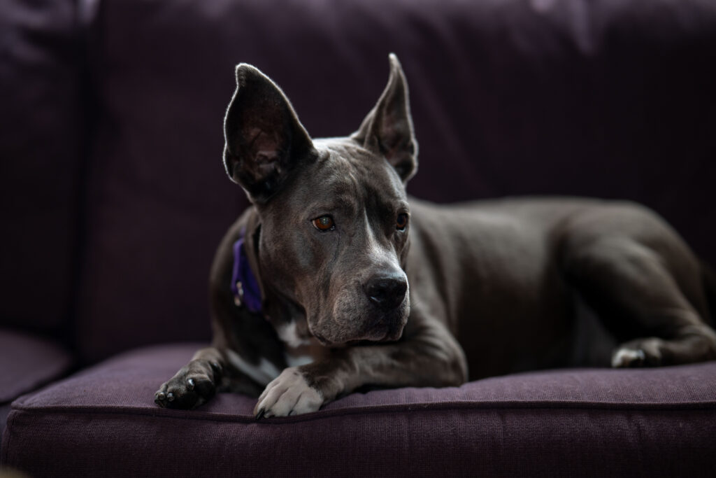 Pitbull relaxing on a sofa in her living room.