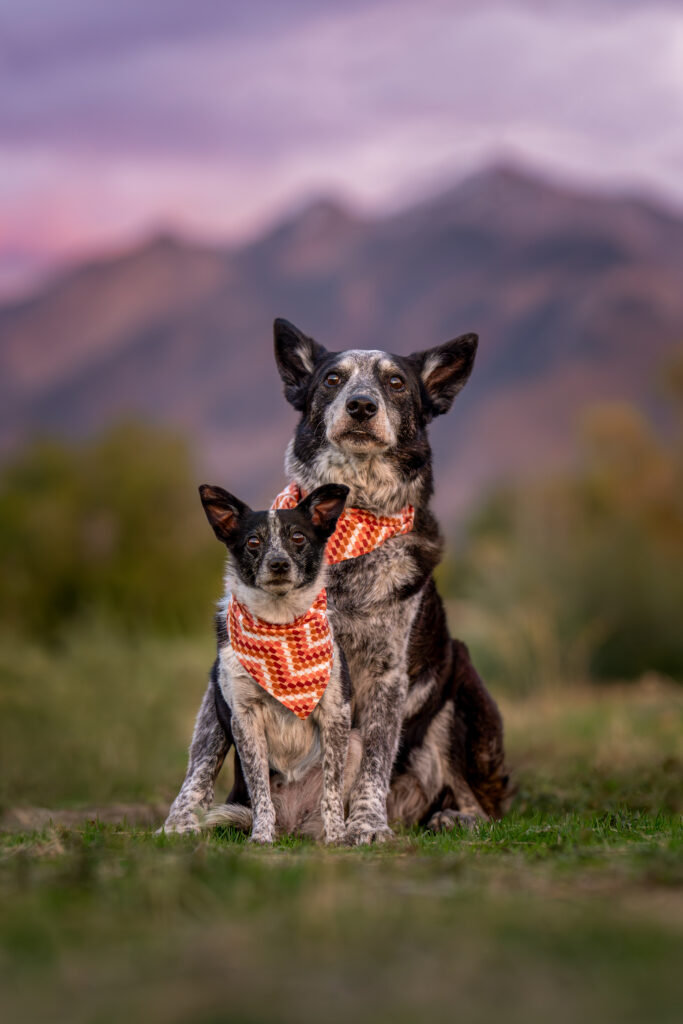 A cattle dog and cattle dog mix sitting together in matching bandanas with the Wasatch Mountains in the background at sunset.