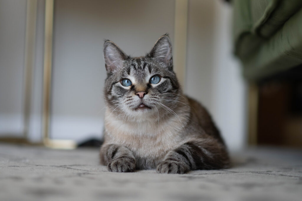 Silver tabby cat with bright blue eyes laying on the living room carpet looking at the camera.