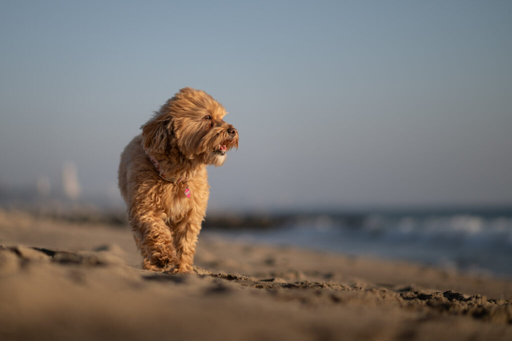 Small dog walking along the shoreline during a sunset dog photography session in Los Angeles