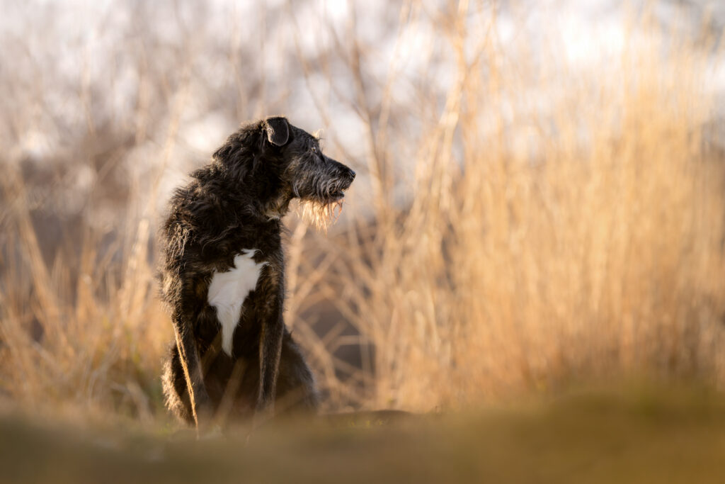 Black scruffy mixed-breed dog sitting in dry golden grass near Fielding Garr Ranch on Antelope Island, Utah, photographed in warm backlight.
