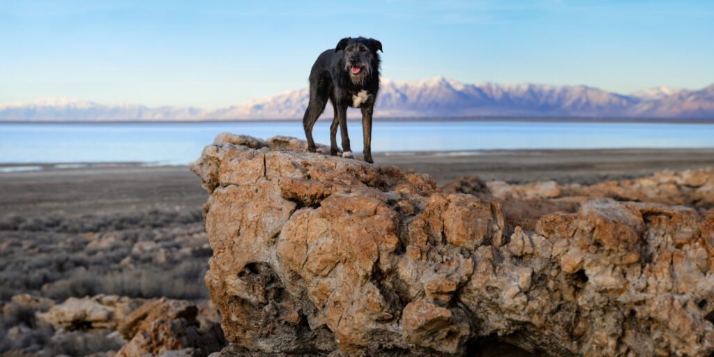 Black scruffy mixed-breed dog standing on limestone rock above the Great Salt Lake on Antelope Island, Utah, with snowy Wasatch mountains in the background.