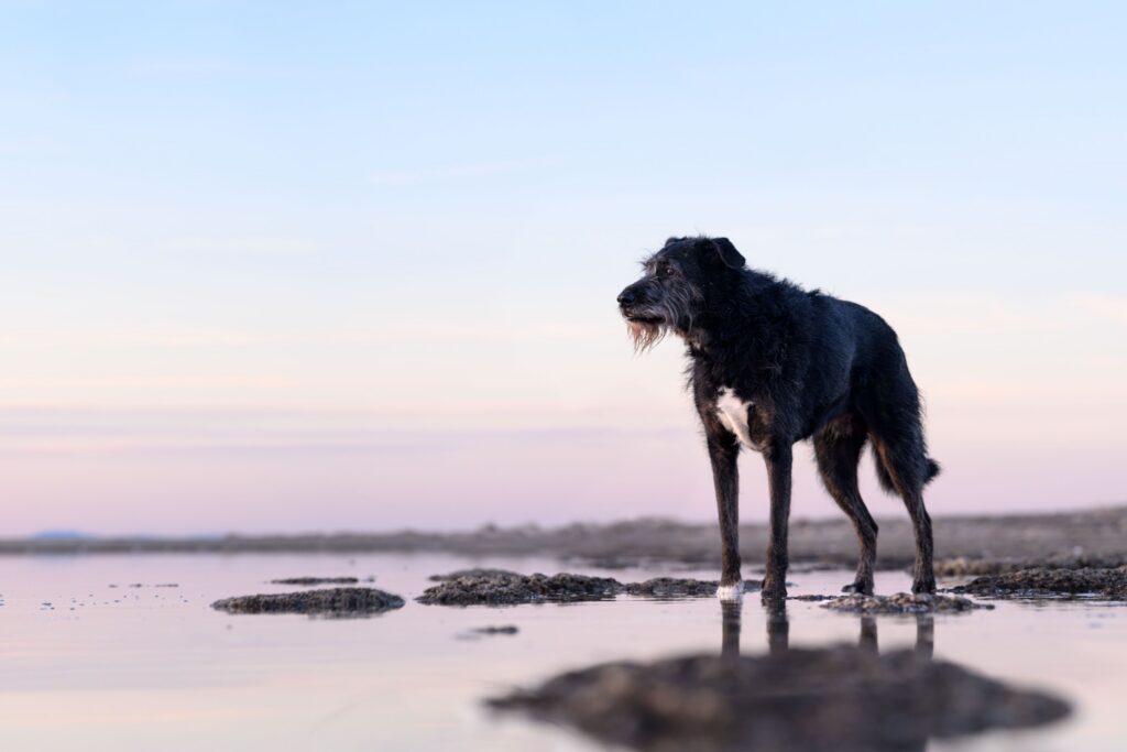 Black scruffy mixed-breed dog standing along the Great Salt Lake shoreline at sunset on Antelope Island, Utah, with a soft pastel sky reflected in the water.