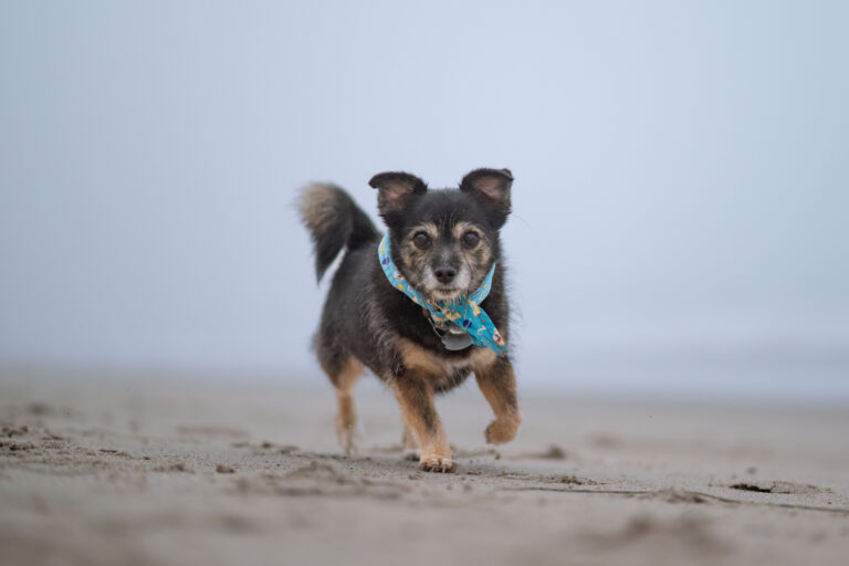 Small black and tan dog running toward the camera on a sandy beach during a Los Angeles outdoor dog photography session