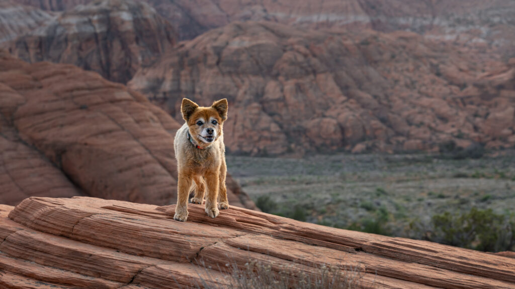 Small brown mixed-breed dog standing on red sandstone ridge overlooking layered desert cliffs in Snow Canyon State Park, Utah.