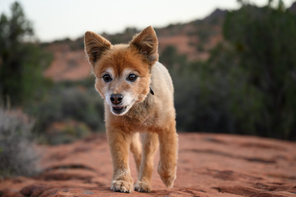 Small brown mixed-breed dog walking toward the camera on red rock with soft evening light and desert landscape in Snow Canyon State Park, Utah.