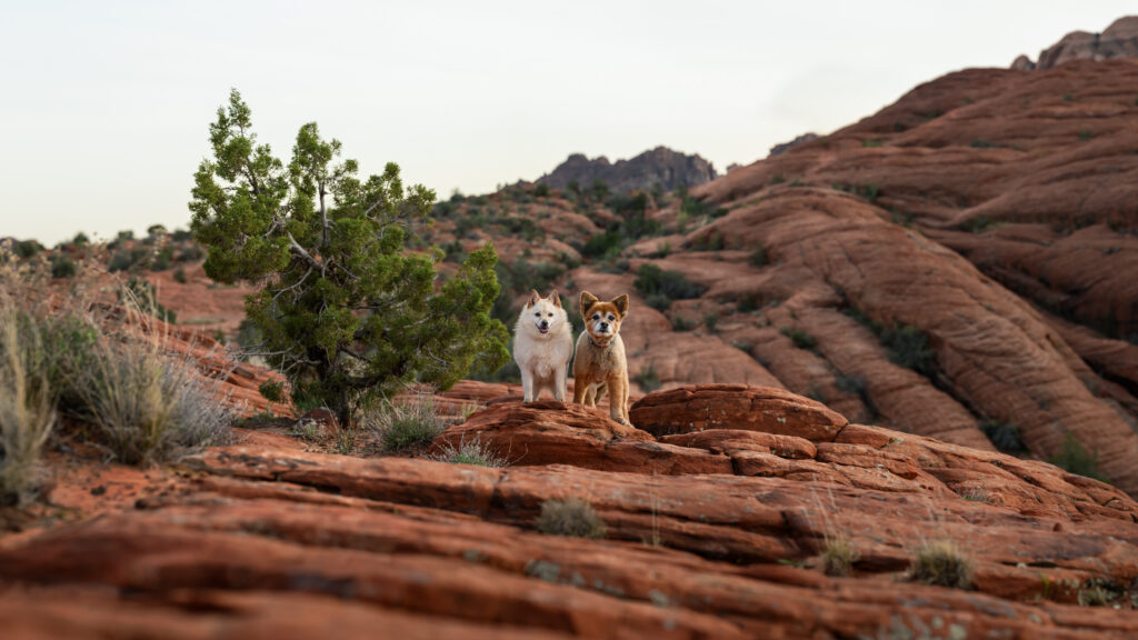 Two mixed-breed dogs standing on red rock near a juniper tree with rolling sandstone formations in Snow Canyon State Park, Utah.
