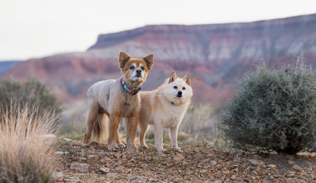 Two mixed-breed dogs standing on rocky ground with Zion National Park cliffs in the distance at LaVerkin overlook, Utah.