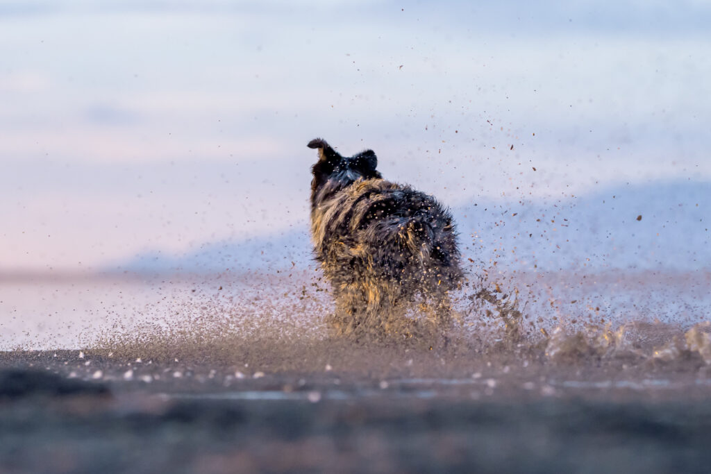 Seen from behind, Tucker splashes through shallow water along the Great Salt Lake shoreline, sending muddy water high into the air. Golden sunset light glows on his wet coat while the lake and mountains fade into the distance.