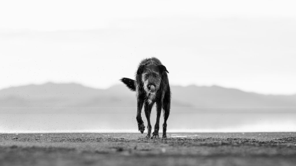 A black-and-white photograph of Darwin running across the Great Salt Lake shoreline toward the camera. Water splashes beneath his paws and he licks his nose. Distant mountains and the lake fade into soft gray tones behind him.