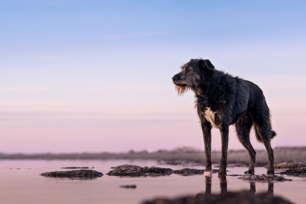 Darwin stands ankle-deep in the calm waters of the Great Salt Lake at sunset, looking across the shoreline. Gentle pink and blue evening light reflects on the water, with microbialites emerging from the lake around him and the distant shoreline fading into the haze.